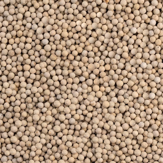 فلفل أبيض بزورية 2