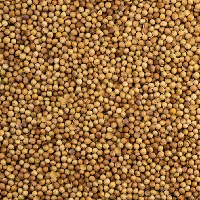 كزبرة بزورية 3