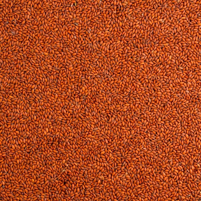 Bzuriyeh Cress Seeds 2