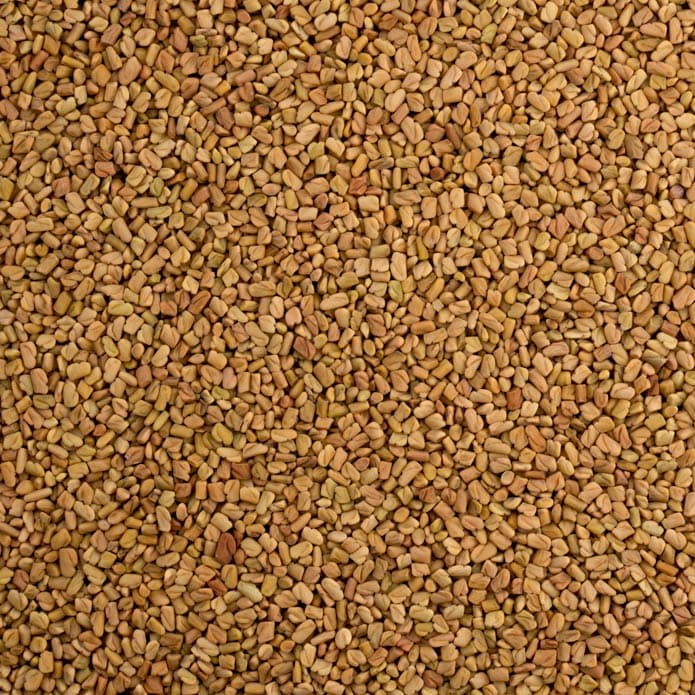 حلبة حب بزورية 2