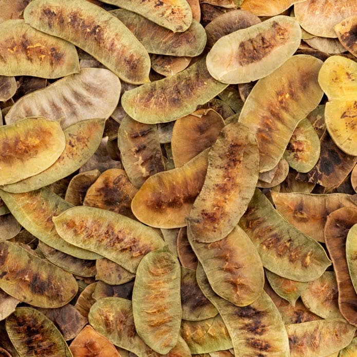 Bzuriyeh Wide Senna Leaves 2