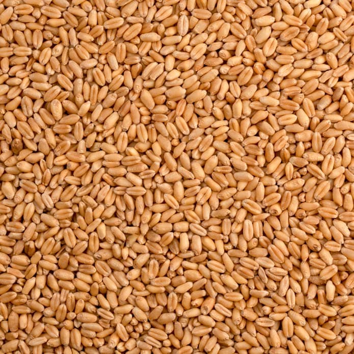 Bzuriyeh Whole Wheat 2