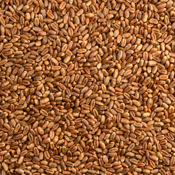 Bzuriyeh Roasted Wheat 2