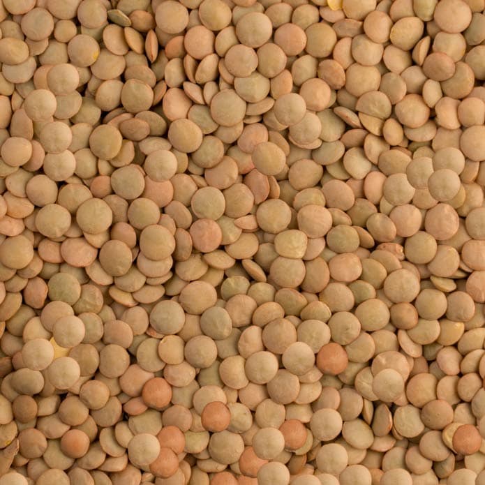 Bzuriyeh Large Lentil 2