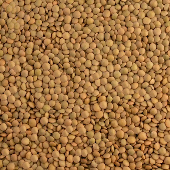 Bzuriyeh Small Lentil 2