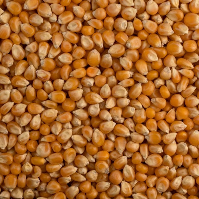 Bzuriyeh Popcorn 2