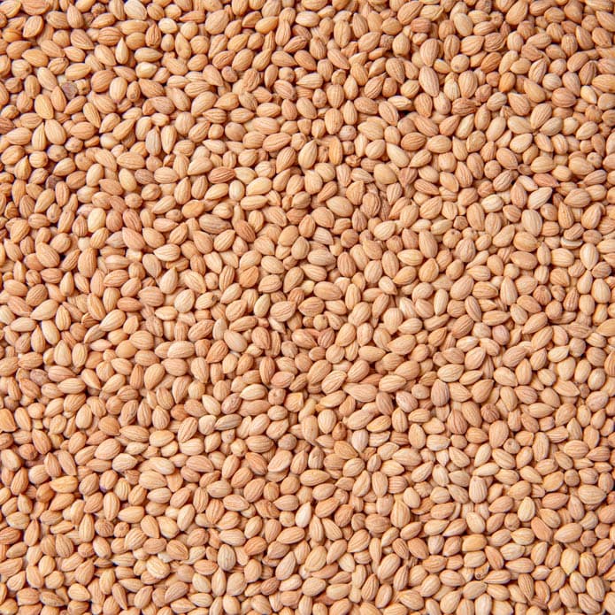 محلب حب بزورية 2