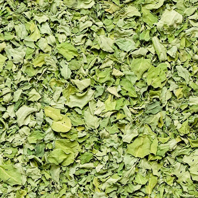 Bzuriyeh Moringa 2