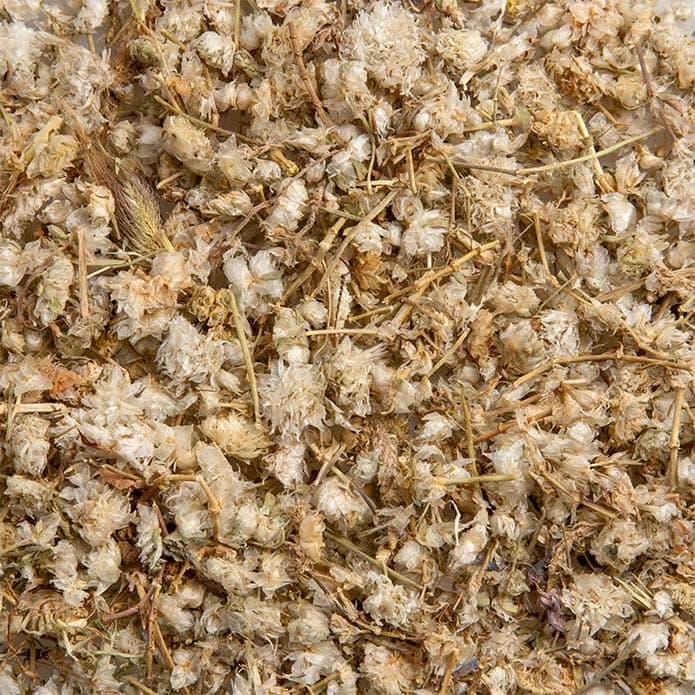 Bzuriyeh Common Verbena 2