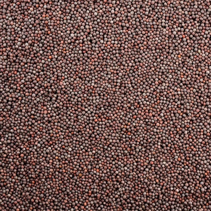 خردل أسود بزورية 2