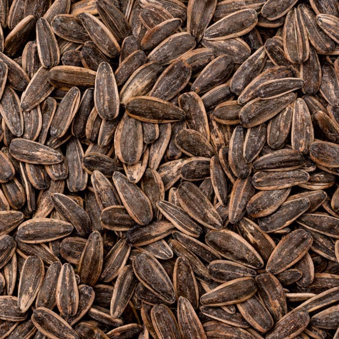 Bzuriyeh Salted Sunflower Seeds 2