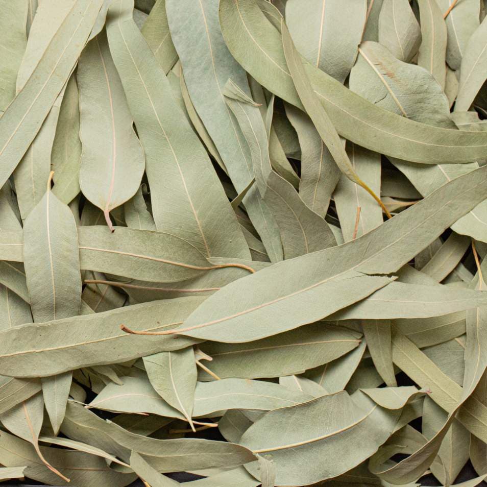 Bzuriyeh Eucalyptus Leaves 2