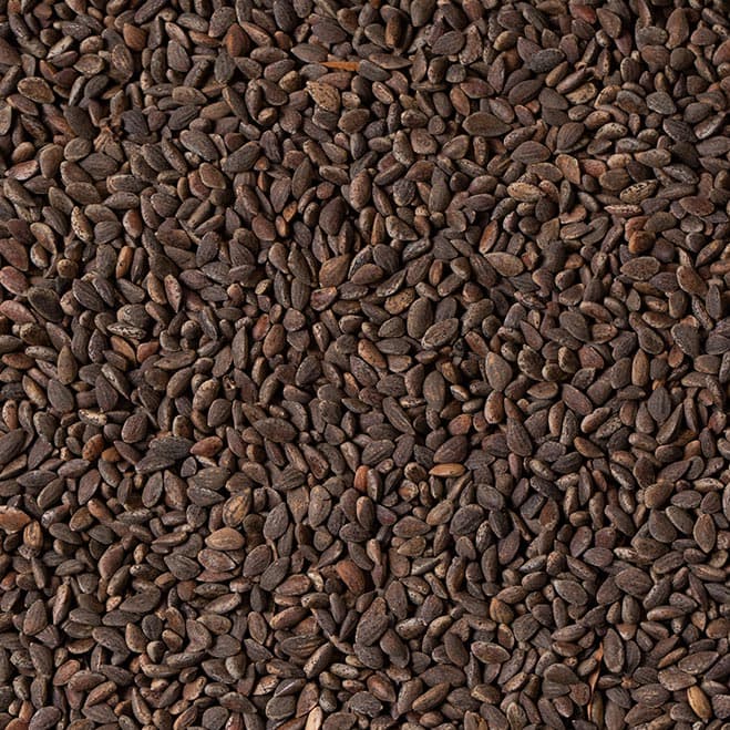 حب قريش بزورية 2